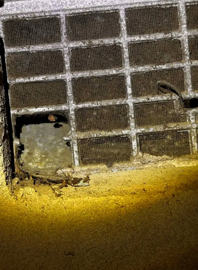 Damaged vent allowing rodent entry