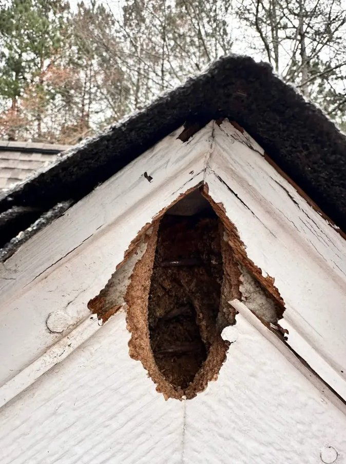 Raccoon entry hole in gable