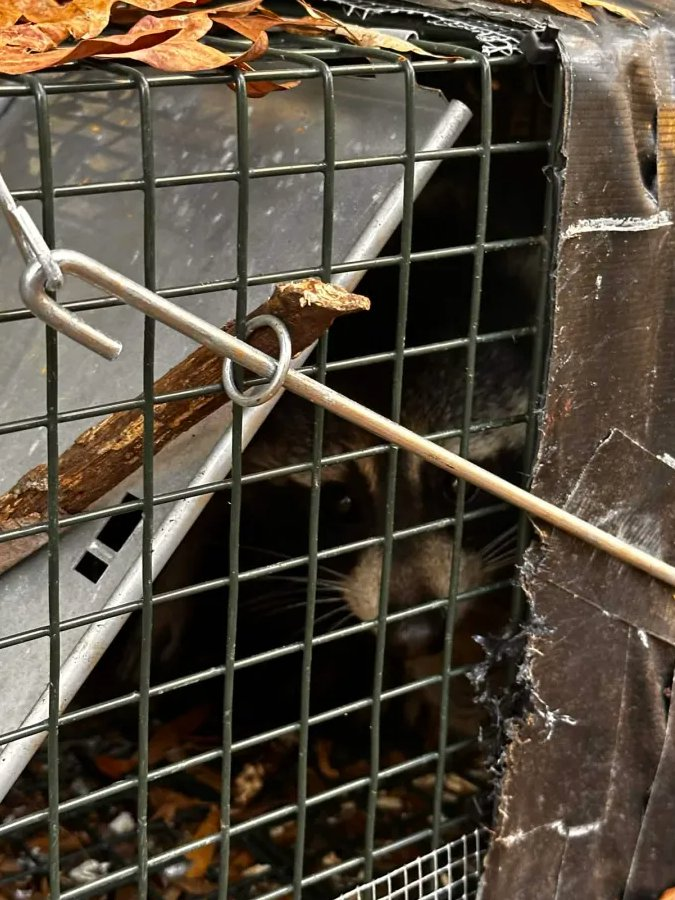 Raccoon in live trap